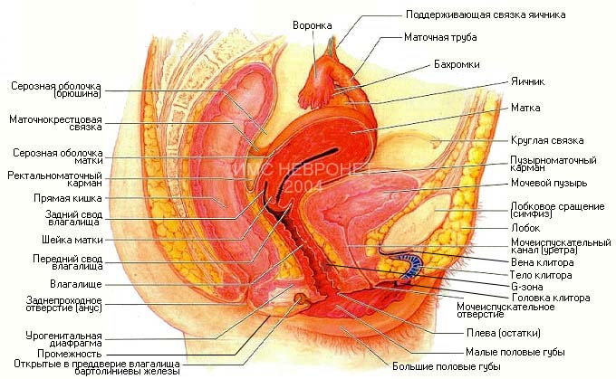 Влагалище (лат vagina) представляет собой элас- тичную, легко растяжимую мы